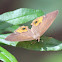 Brown Ringlet Butterfly