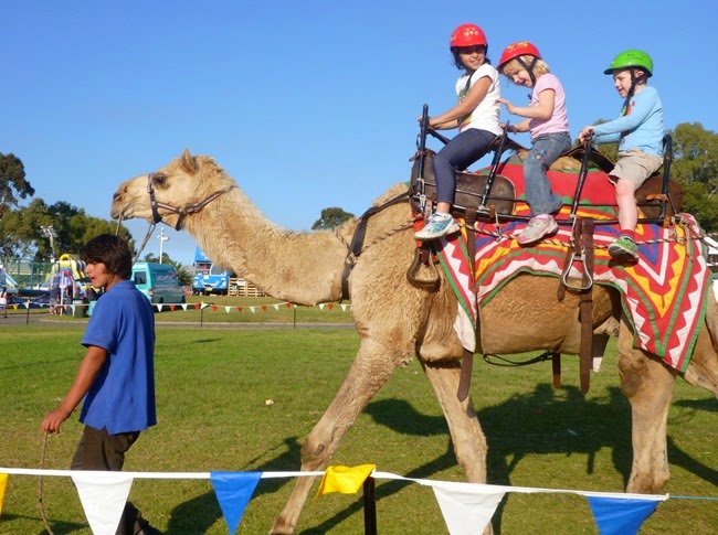 camel rides camel rides