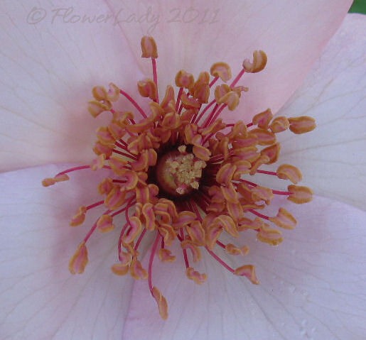 [11-24-dainty-bess4%255B5%255D.jpg]