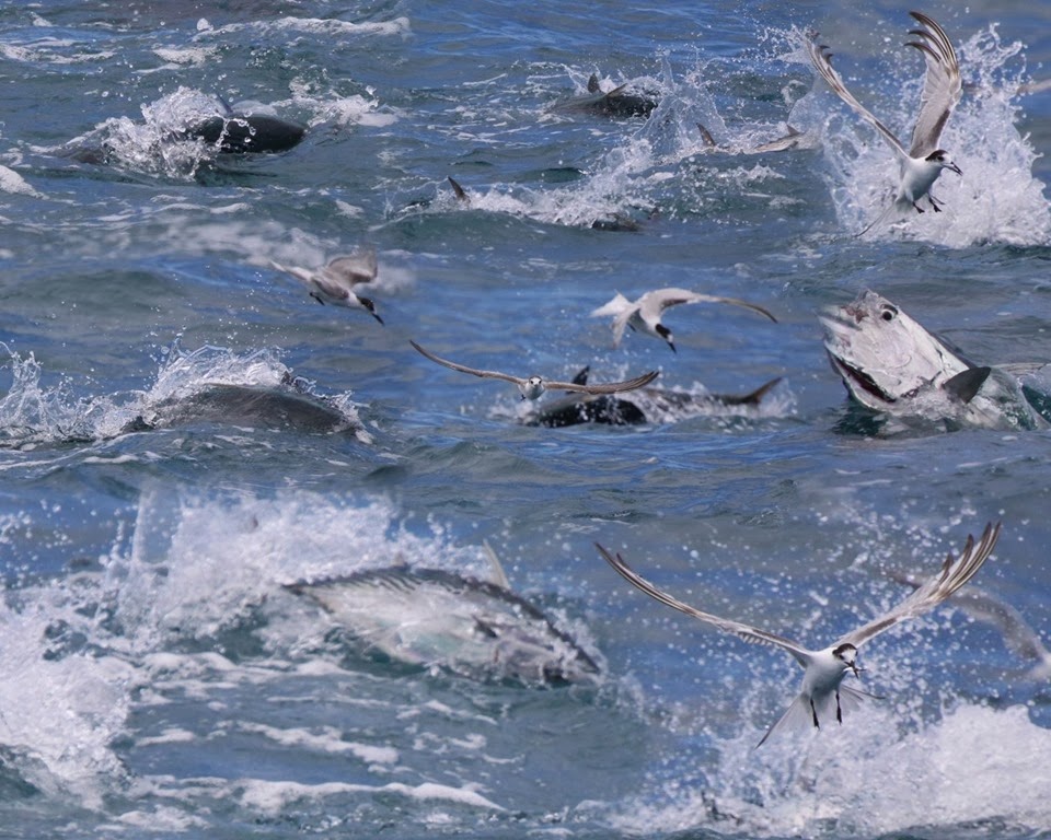 [Fish-and-Terns-2-1280x10245.jpg]