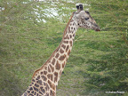 Manyara Nationalpark