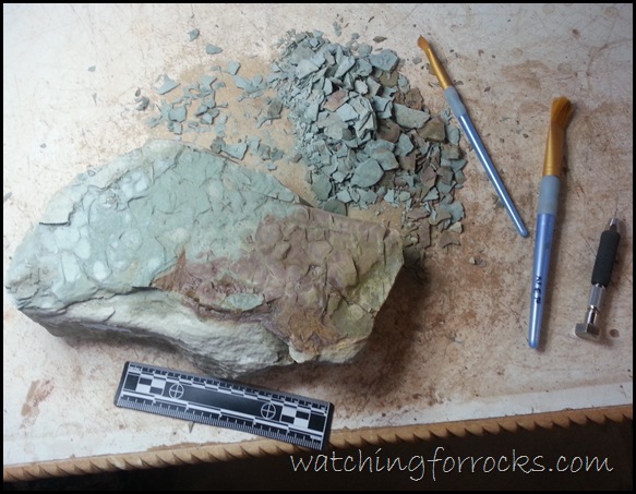 FishFossilIn Mudstone