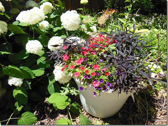 Drought Tolerant Container Garden : soil mix