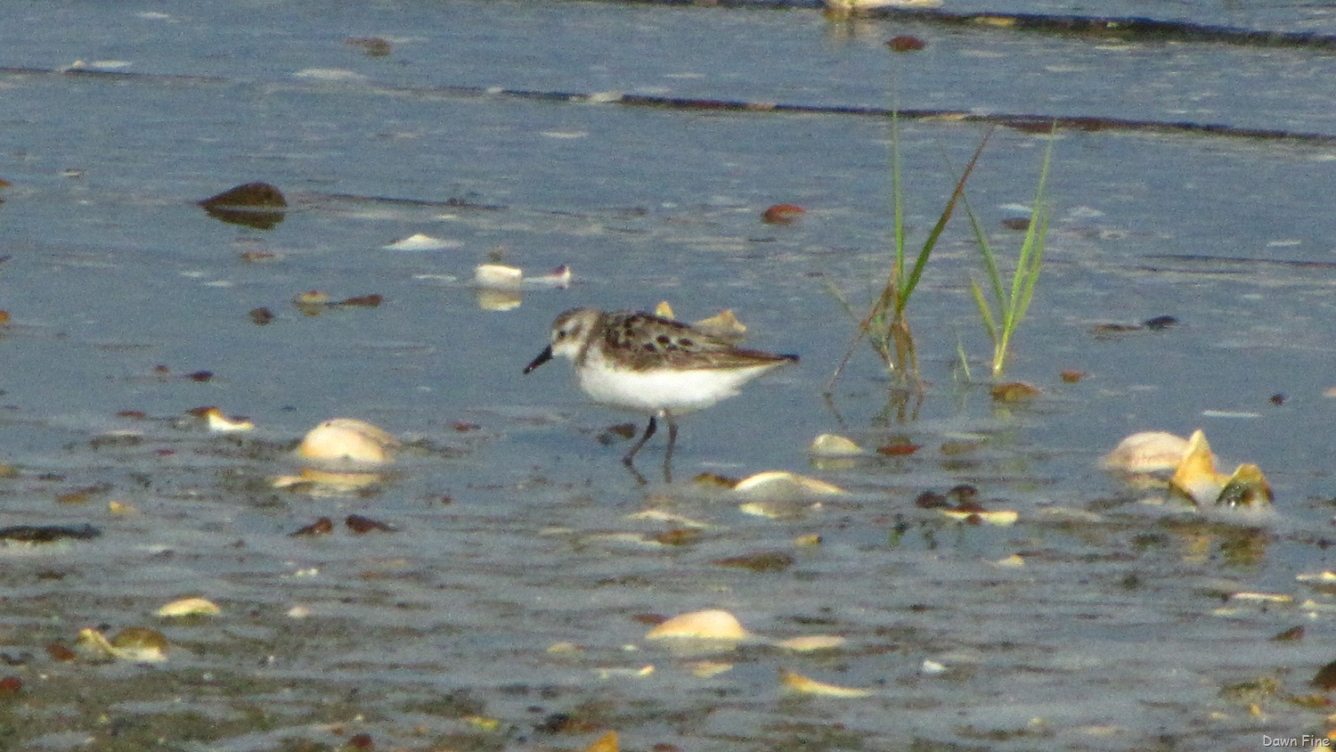 [birding-south-beach_0114.jpg]