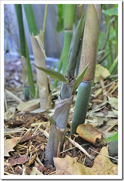 110701_Bambusa-chungii-Barbellata_02 110701_Bambusa-chungii-Barbellata_02