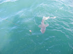 DSCF0903.JPG