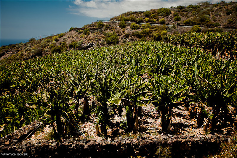 006 www.ychilov.ru foto tenerife.jpg