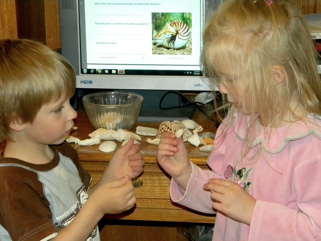 [seashells%255B5%255D.jpg]