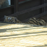 TIGERS Preservation Station - Myrtle Beach - 040510 - 12 TIGERS Preservation Station - Myrtle Beach - 040510 - 12