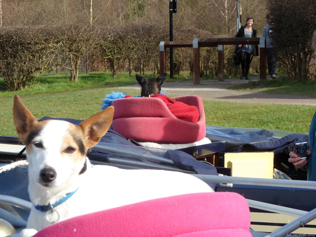 [SAM_0045%2520Pampered%2520pooches%255B3%255D.jpg]