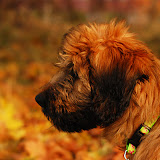 Abi - DSC_0031.jpg