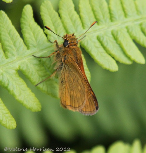 [38-large-skipper%255B2%255D.jpg]