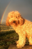 Tinley in the rainbow