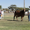 superleite2011_dia1507_137.JPG