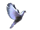 avevuela avevuela
