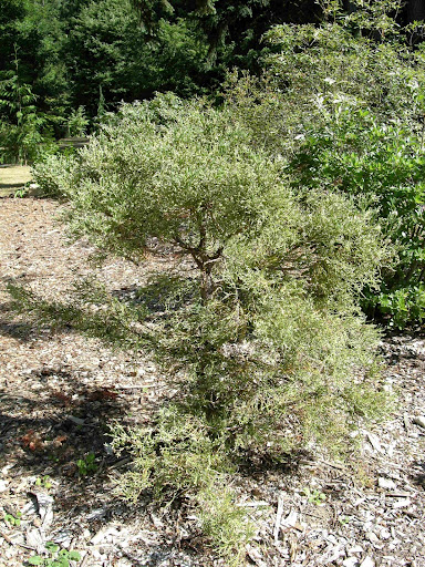 Dwarf+variegated+dogwood+shrub