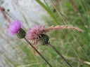IMG_4029.JPG