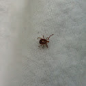 Lone Star Tick - Female