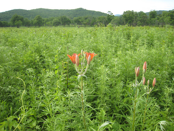 Près d'Anisimovka (Primorskij Kraj, Oussouri), 26 juin 2011. Photo : G. Charet