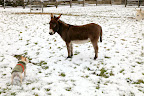 Rufus, how are you enjoying the snow?  Is it cold on your hooves?