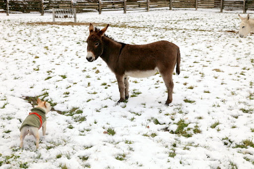 Rufus, how are you enjoying the snow?  Is it cold on your hooves?