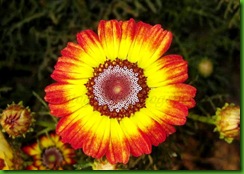 Painted Daisy Tricolor