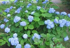 July 2013 flowers in the backyard clsup hydrangea5