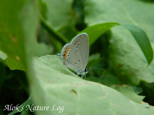 Lycaenidae%25252c%252520everes%252520argiades%25252c%252520tailed%252520cupid