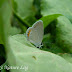 Lycaenidae%25252c%252520everes%252520argiades%25252c%252520tailed%252520cupid