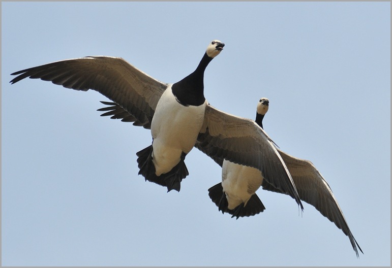 The Morning glide around the park