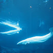 me and B trip to boston and ga aquarium 087.JPG