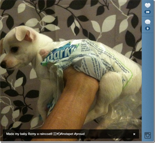 hurricane-sandy-dogs-34