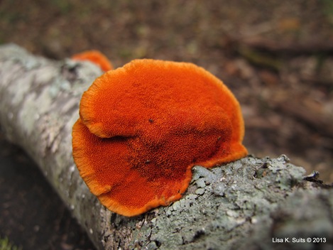 Pycnoporus cinnabarinus pore surface entire Pycnoporus cinnabarinus pore surface entire