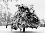 Usually this tree is pointy at the top