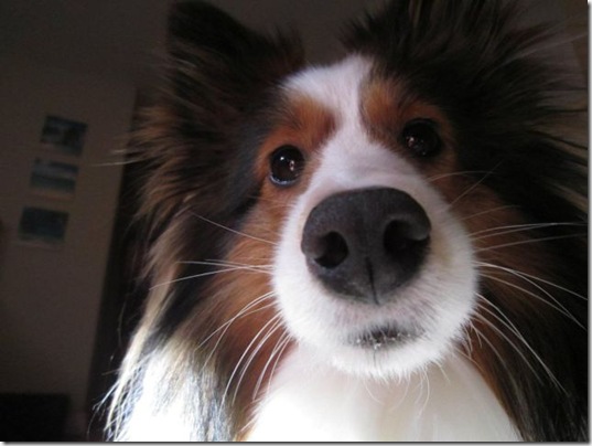 funny-animals-haha-2