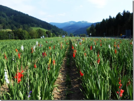 Field of Flowers in the Black Forest