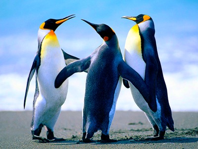 Curiosidades_sobre_os_pinguins