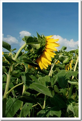 Sunflower Sky