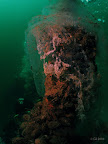 Forest: eggs on a submerged tree, with Zebra mussels clinging to the tree below