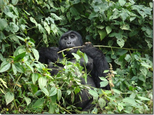 A wild mountain gorilla feeding away in Volcanoes National Park, Rwanda. RDB intensifies Mountain Gorilla monitoring over conflict in DRC Congo