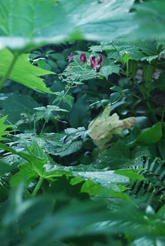 [Copy%2520of%2520Copy_%25282%2529_of_DSC_0064%255B3%255D%255B2%255D.jpg]