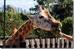 Giraffes, Taronga Zoo