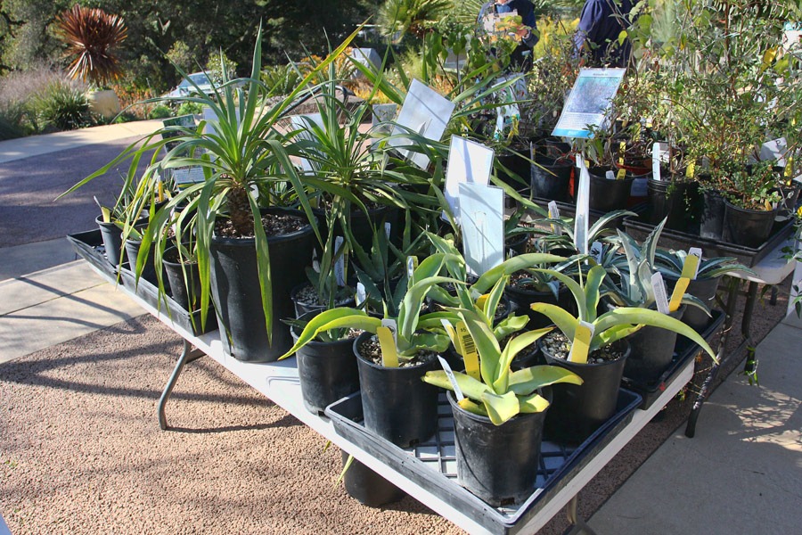 [120128_UCBG_plant_deck_07%255B6%255D.jpg]