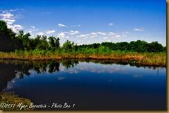 fl Finis Pool_D074895 Bombay Hook  May 09, 2011 NIKON D7000