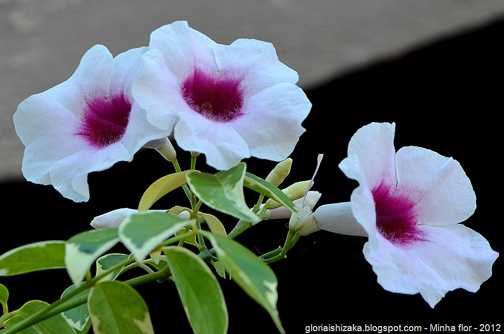 [Gl%25C3%25B3ria%2520Ishizaka%2520-%2520minhas%2520flores%2520-%25202012%2520-%252014%255B8%255D.jpg]