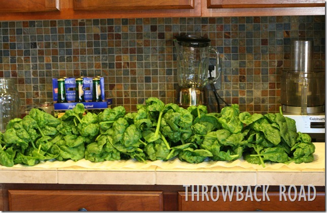 spinach 022 spinach 022