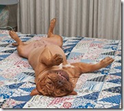 Huge relaxed dog is lying upside-down on her back on the bed with handmade patchwork quilt