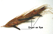 Ergot of Rye