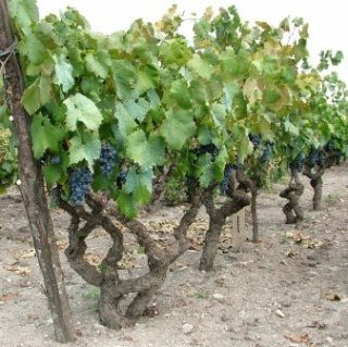 [vigna%255B3%255D.jpg]