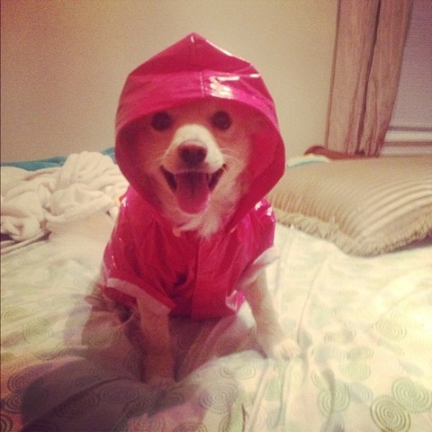 [hurricane-sandy-dogs-23%255B2%255D.jpg]